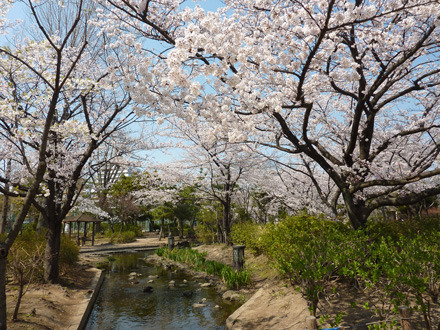   しょうぶ沼公園（470m）