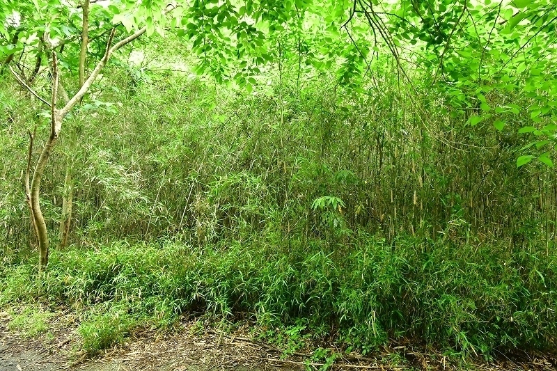 君津市山滝野